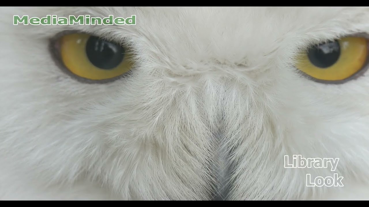 LibraryLook: Polar Owl Close UP