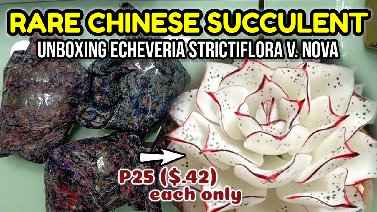 UNBOXING RARE ECHEVERIA STRICTIFLORA NOVA FROM CHINA || I didn't