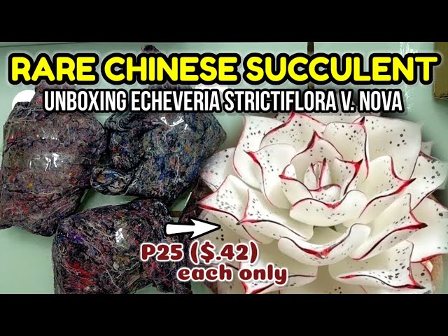 UNBOXING RARE ECHEVERIA STRICTIFLORA NOVA FROM CHINA || I didn't