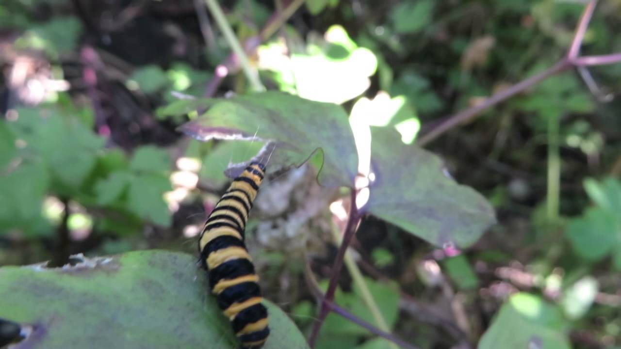 Jacobsvlinder rups (Tyria jacobaeae)