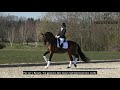 Helgstrand Stallion - Att. Barcelo 2020