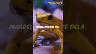 Conheça O Sapo Mais Venenoso Do Planeta