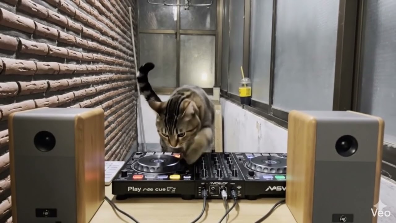 [PLAYLIST] 고양이 베란다 | 하우스와 인디댄스 믹스