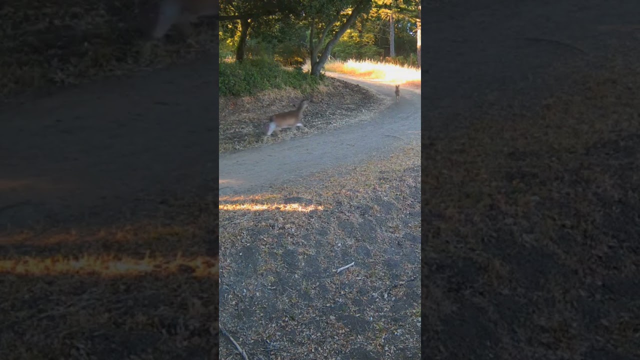 ever seen 2 deer following a dog or a coyote? 