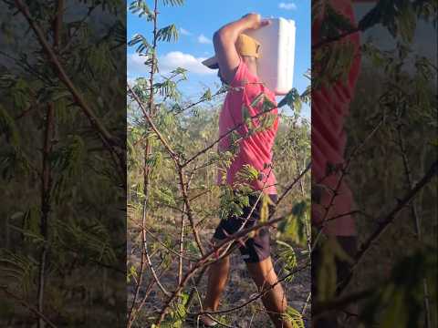 LEVANDO ÁGUA PARA OS ANIMAIS NO MATO