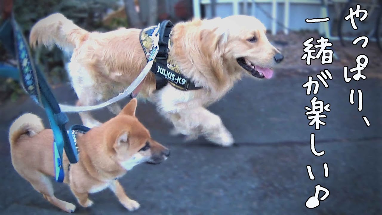 初めて二頭連れ散歩！多頭飼いの大変さを実感しました。ゴールデンレトリバー&柴犬の子犬 YouTube