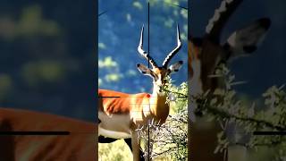 Gazelle Shooting Tiro Alla Gazzella Tir À La Gazelle Gazelle Schieten