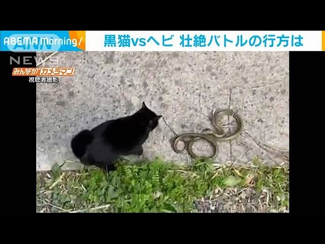 ヘビと猫 黒猫vsヘビ 仲良くケンカ?お互い譲らぬ壮絶バトル(2021年4月27