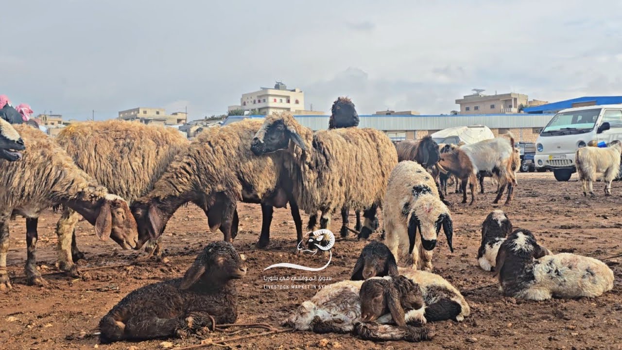 ارتفاع سعر الخروف في سوق الدانا شمال سوريا ١٨/ ١١/ ٢٠٢٤ شاهد أسعار الأعلاف والغنم والماعز