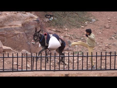 Undercover film: Animals suffer abuse at Petra in Jordan, one of the ‘Wonders of the World’