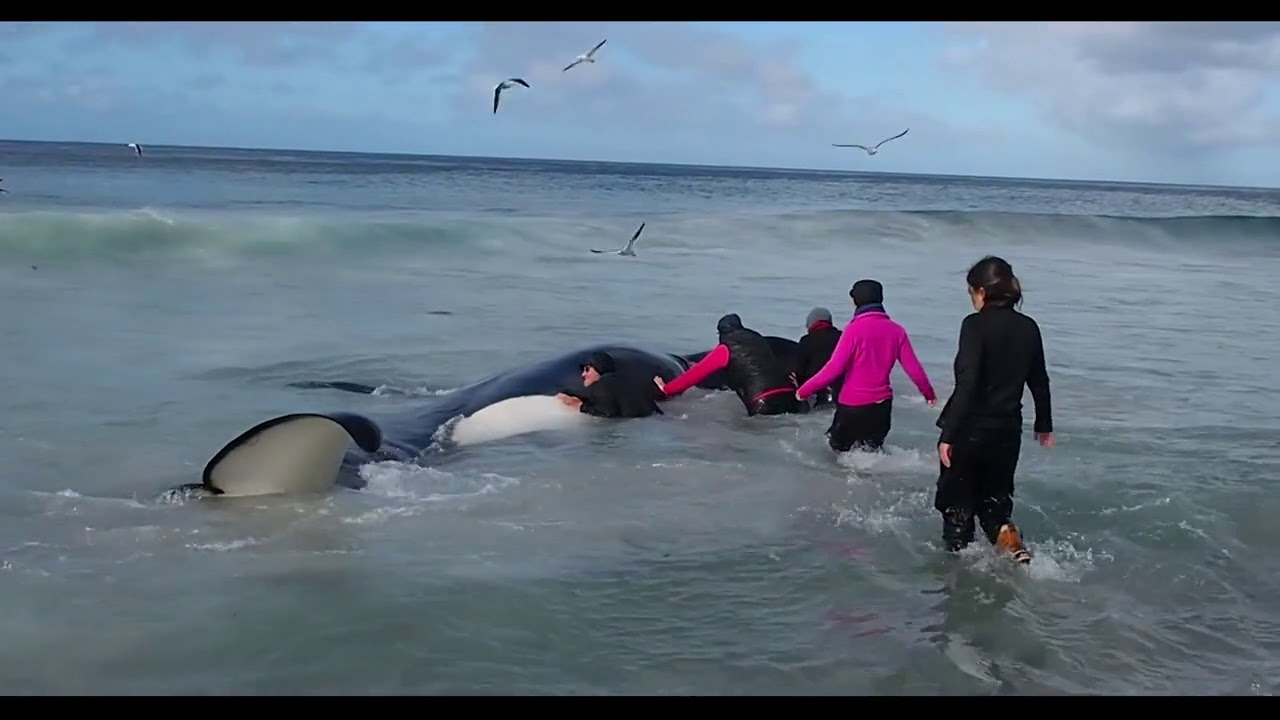 Whale Wisdom (2018) - Trailer, Cast & Reviews - Mabumbe