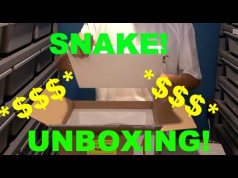 $5000 Snake Unboxing! Plus Gravid female Ball Pythons
