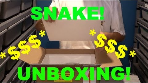$5000 Snake Unboxing! Plus Gravid female Ball Pythons