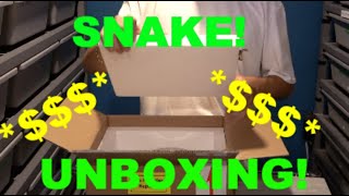 $5000 Snake Unboxing! Plus Gravid female Ball Pythons