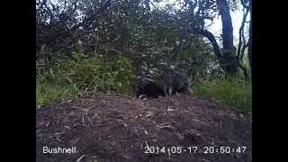Mum and cubs up