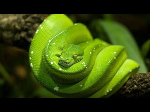 Feeding Green Tree Python || 4K Resolution Video (CuteBabyAnimals)
