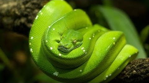 Feeding Green Tree Python || 4K Resolution Video (CuteBabyAnimals)