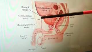 Tranniyaning eshagiga singdirish