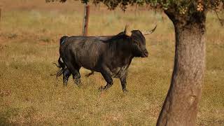 bull sound