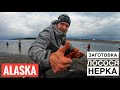 Рыбалка в Аляске на Лосося Нерка Сачком в Реке Касиллов Сбор Иван Чая  Кенайский полуостров