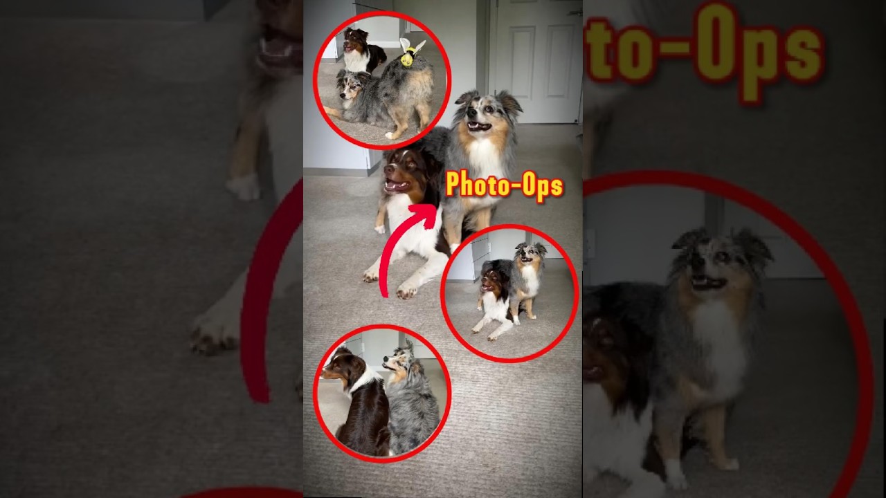 Dogs Photo-ops: Dog Models in Action!🐶📸