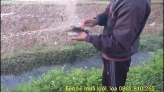 Nghề Bẫy chim DI CƯ BAN ĐÊM/ Anh em miền Bắc vẫn bám đồng