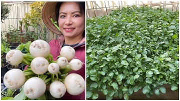 Nhổ củ cải trứng, bội thu xà lách xoong, cải rổ, cải bẹ xanh sau vườn ở Úc