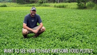 How To Maintain Those Clover Food Plots?