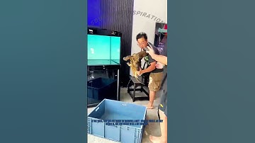 Man Bitten by Soft - Shelled Turtle Due to Neglect During Transfer