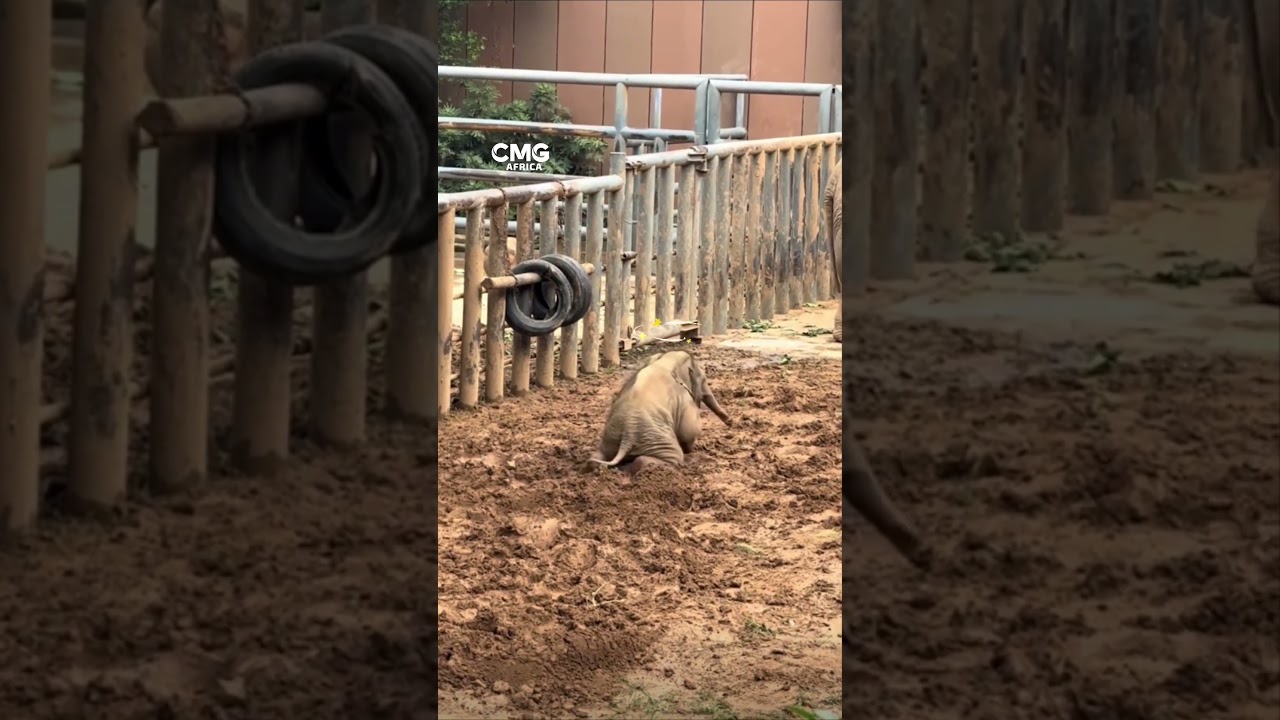 African Baby Elephant Goes Viral in China