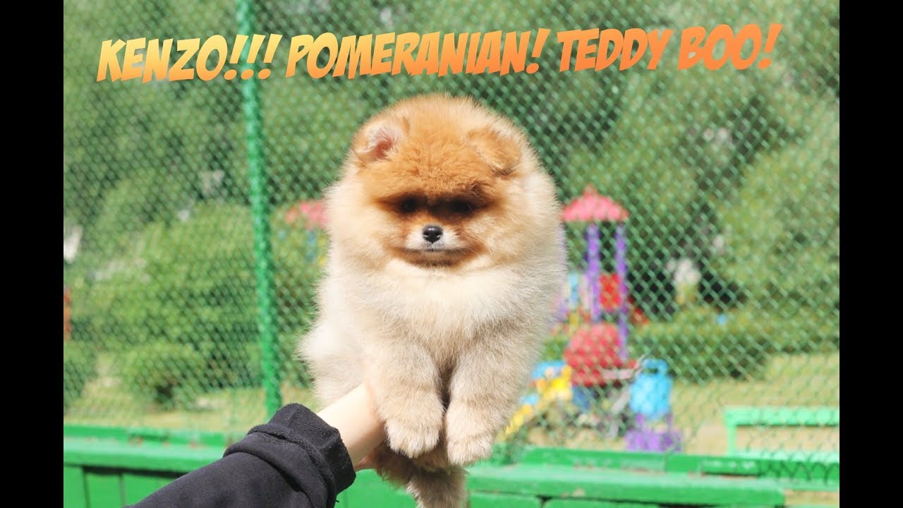 POMERANIAN PUPPY! KENZO! REAL BEAR?!?!