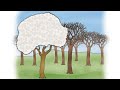زهرة اللوز محفوظات سنة خامسة مكررة Englosigma 