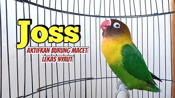 Suara Lovebird NGEKEK PANJANG JOSS  Memancing BUNYI, Dengar Sekali Langsung NYAUT ikut BUNYI