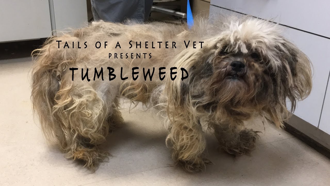 Tumbleweed's Transformation Doggie Makeover Tails of a Shelter Vet