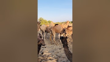 Camel testing system #shorts
