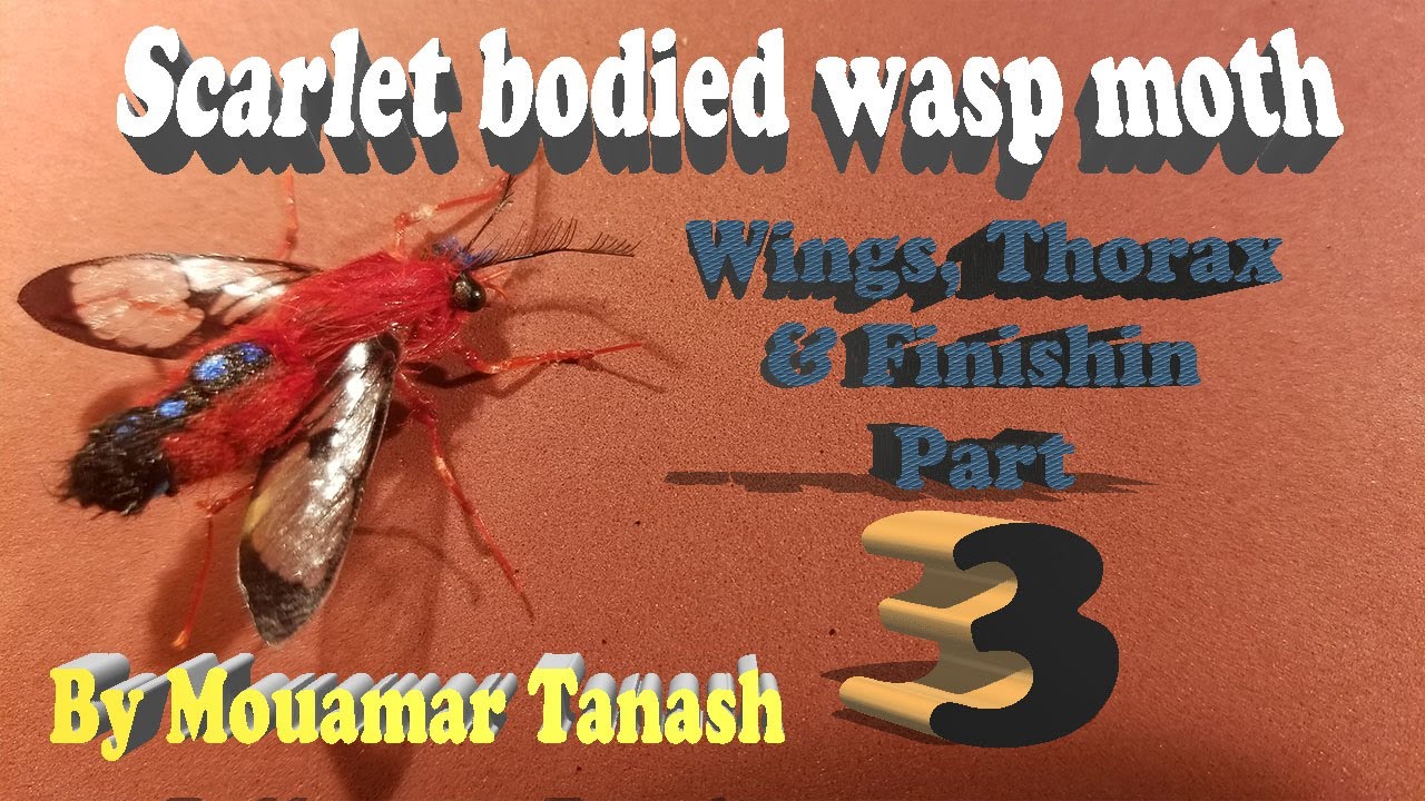 Scarlet Bodied Wasp Moth Part 3 Wings Thorax and finishing FlyTying