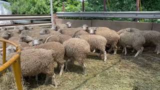58 Polypay Ewes, Exposed to Polypay Rams | 7/19/23