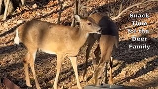 Deer Family Snacks 😊 @BlackBearSixTV