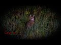 jungle cat hunting a litte animals #cat #leopard #junglecat