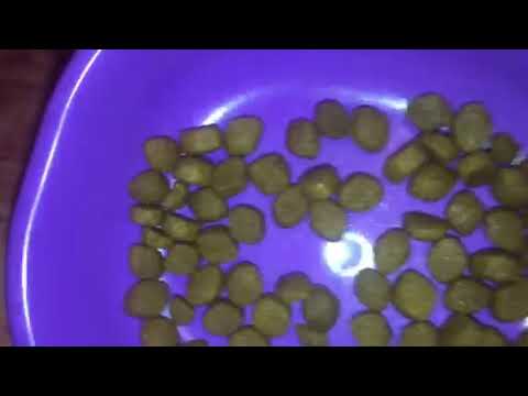 Клуб 4 лапы Премиум индур 4в1 - корм для кошек Клуб 4 лапы Премиум индур 4в1 - корм для кошек