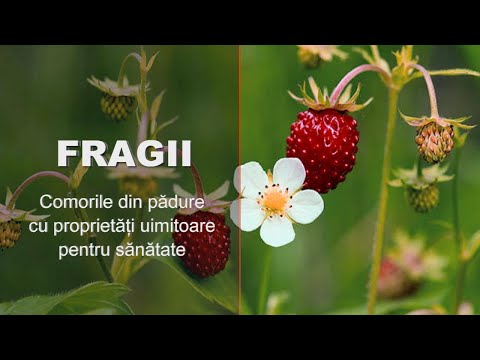 Video: Crowberry - Proprietăți și Utilizări Utile Ale Crowberry, Fructelor De Pădure. Crowberry Negru, Hermafrodit, Loach