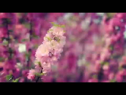 كلمات ماجدة الرومي