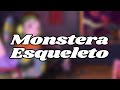 Monstera esqueleto  lofi chill instrumental track  no copyright