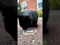 3 minutes Raw Soft ASMR 🔊• Cat eating close-up 👀• Relaxing Moment 😴🐾 no commentary &amp; no editing 