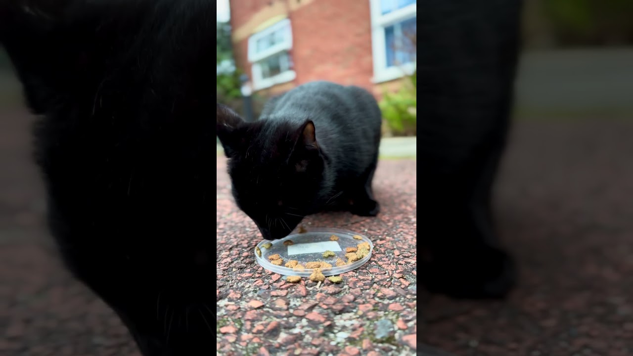 3 minutes Raw Soft ASMR 🔊• Cat crunching close-up 👀• Relaxing Moment 😴🐾 no commentary & no editing 