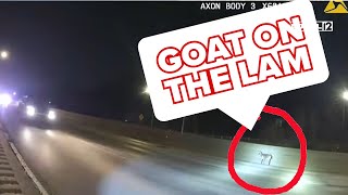 VIDEO: Ohio police chase loose goat on busy highway