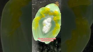GLASS FROG: Katak dengan Tubuh Transparan!#shorts #faktaunik #wildlife #animalfacts