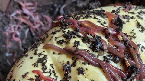 Composting with Craig Ep 197: 10,000+ Red Wiggler Worms Wishing You Happy New Years!