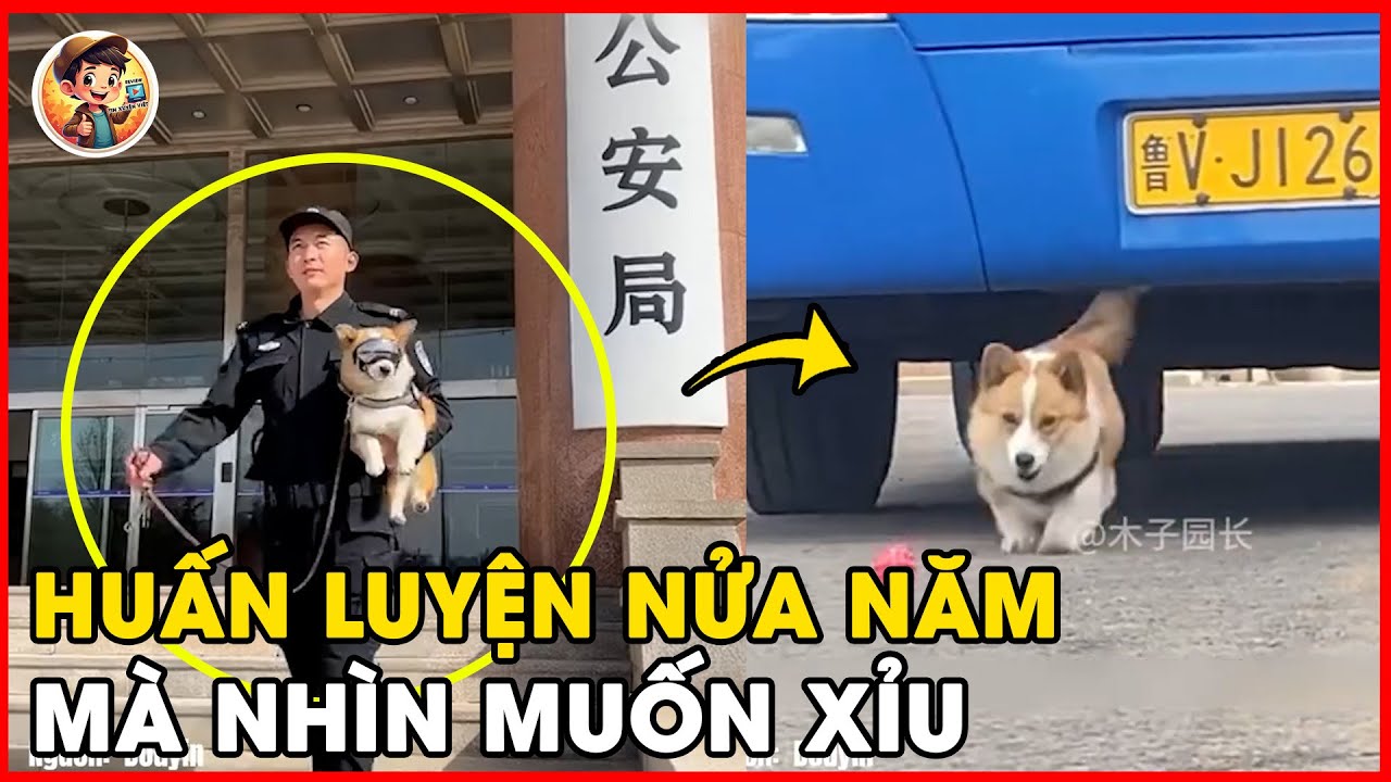 🐶 Chú Chó Cảnh Khuyển Gây Bão Mạng – 6 Tháng Huấn Luyện Xong Ai Nhìn Cũng Bật Cười 🤣