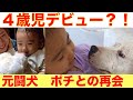 【4歳児と保護犬達】4歳児が選ぶ将来のベスト相棒は？〜元闘犬ポチ、土佐ピットのリン編〜